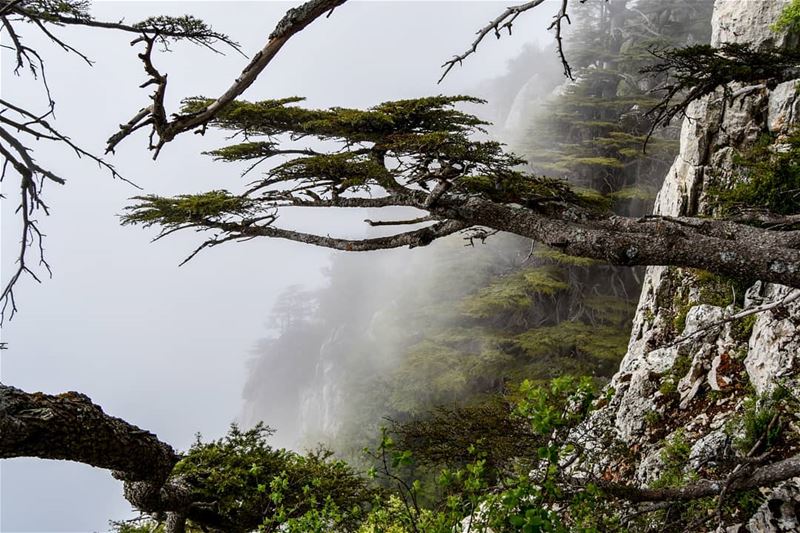 On the edge of the World | A foggy day at Tannourine Cedars Reserve. ... (Arz Tannoûrîne)
