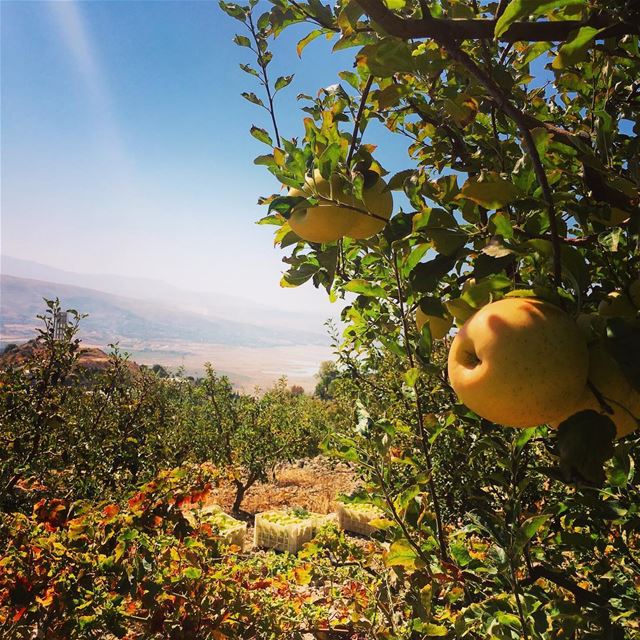 One apple a day keeps the doctor away🍏  Tuesday  karaounlake September... (عين زبدة)