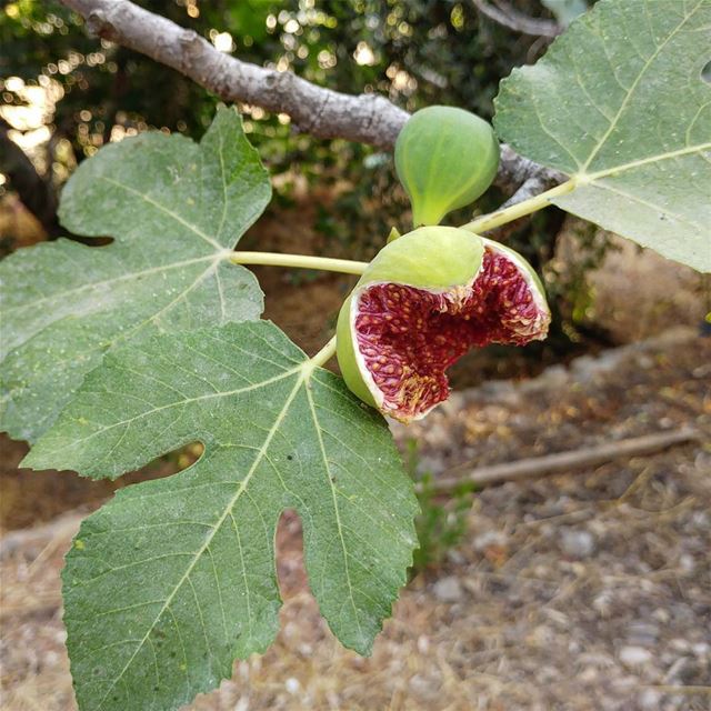 One bite figs. 😋  figs  freshfigs  pickyourown  Lebanon  nativetrees ... (Dayr Al Qamar, Mont-Liban, Lebanon)