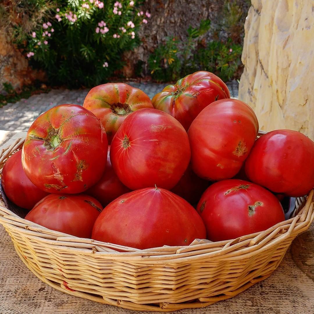One funny tip I learned from local farmers: Tomatoes love to be fertilized... (Dayr Al Qamar, Mont-Liban, Lebanon)