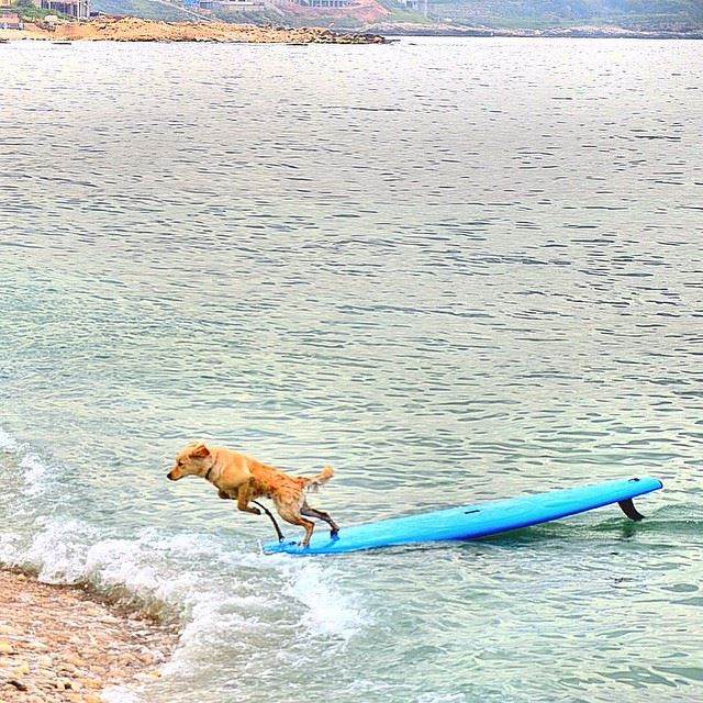 Opppss!! Take 1 action🎬😂😂🙈🙈🏄🏄  animallovers doglovers  surfing ...
