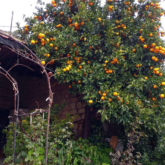 Orange juice, anyone? orange  orangetrees  freshandlocal  livelovelebanon ... (Dayr Al Qamar, Mont-Liban, Lebanon)