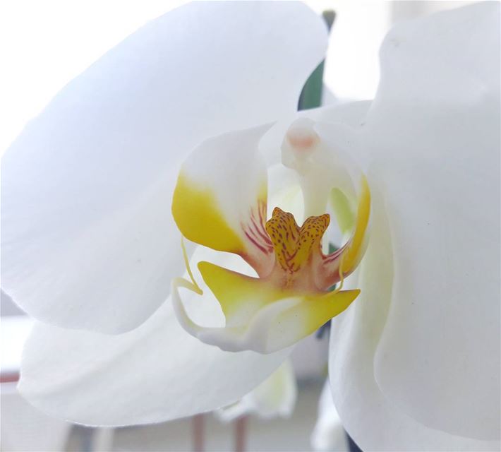  Orchidée 💗 Blossom  Nature  NaturalBeauty  Beauty  Beautiful  White ...