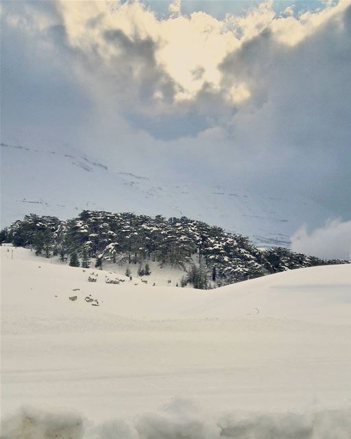 Our cedars under the snow....Amazing❄❄❄  Lebanon  Lebanese  Alps   Arz ... (Cedars Of Lebanon)