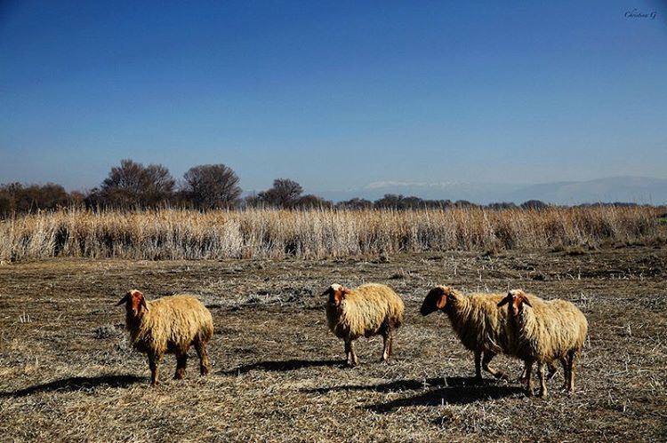 Out in the fields 🌾🐑  sheep  animals  field  blueskies  photo  love ... (`Ammiq, Béqaa, Lebanon)