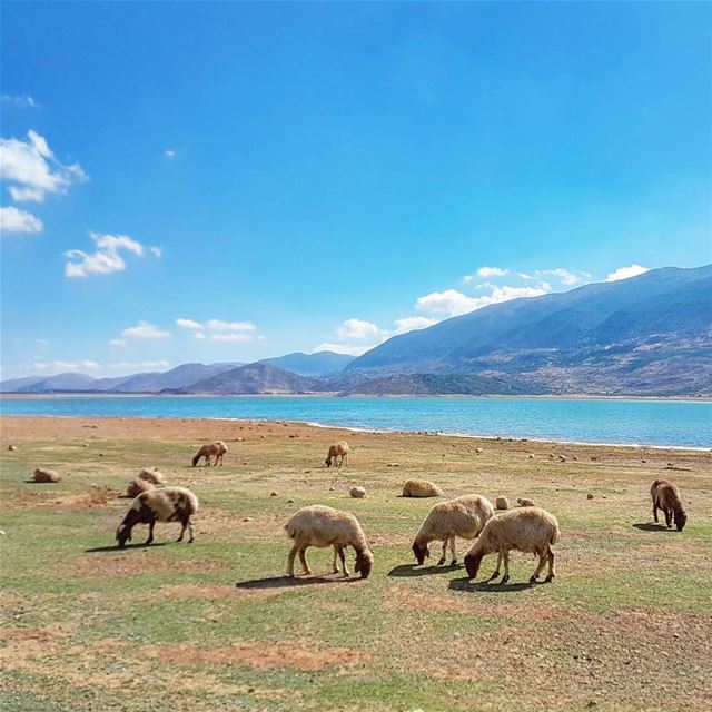Out of Office 🐑💛💙 lake  sheep  animals  mountains  bekaa  nature ... (Qaraaoun, Béqaa, Lebanon)