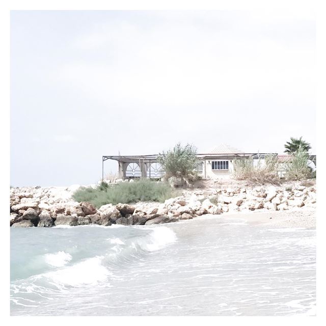 Palm trees, ocean breeze 🌴 (Lebanon)