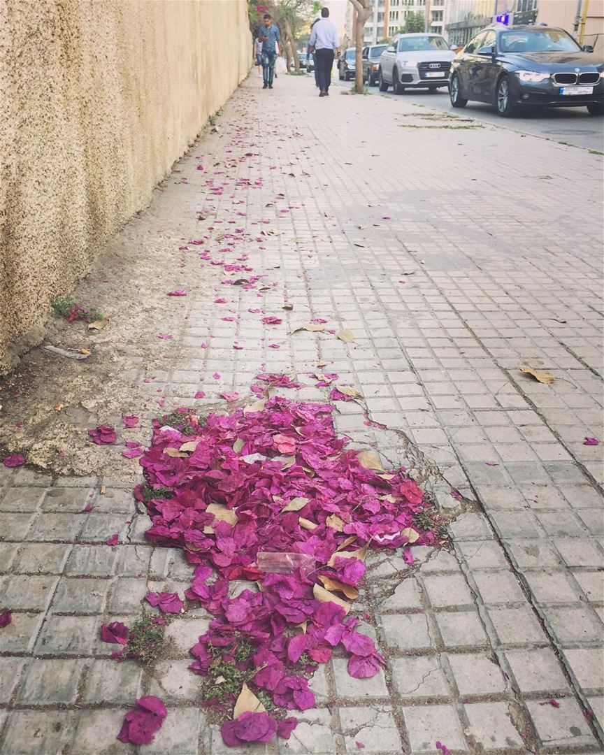 Path of petals 🍃... livelovelebanon  lebanon  beirut  achrafieh ... (Damascus Road, Beirut)