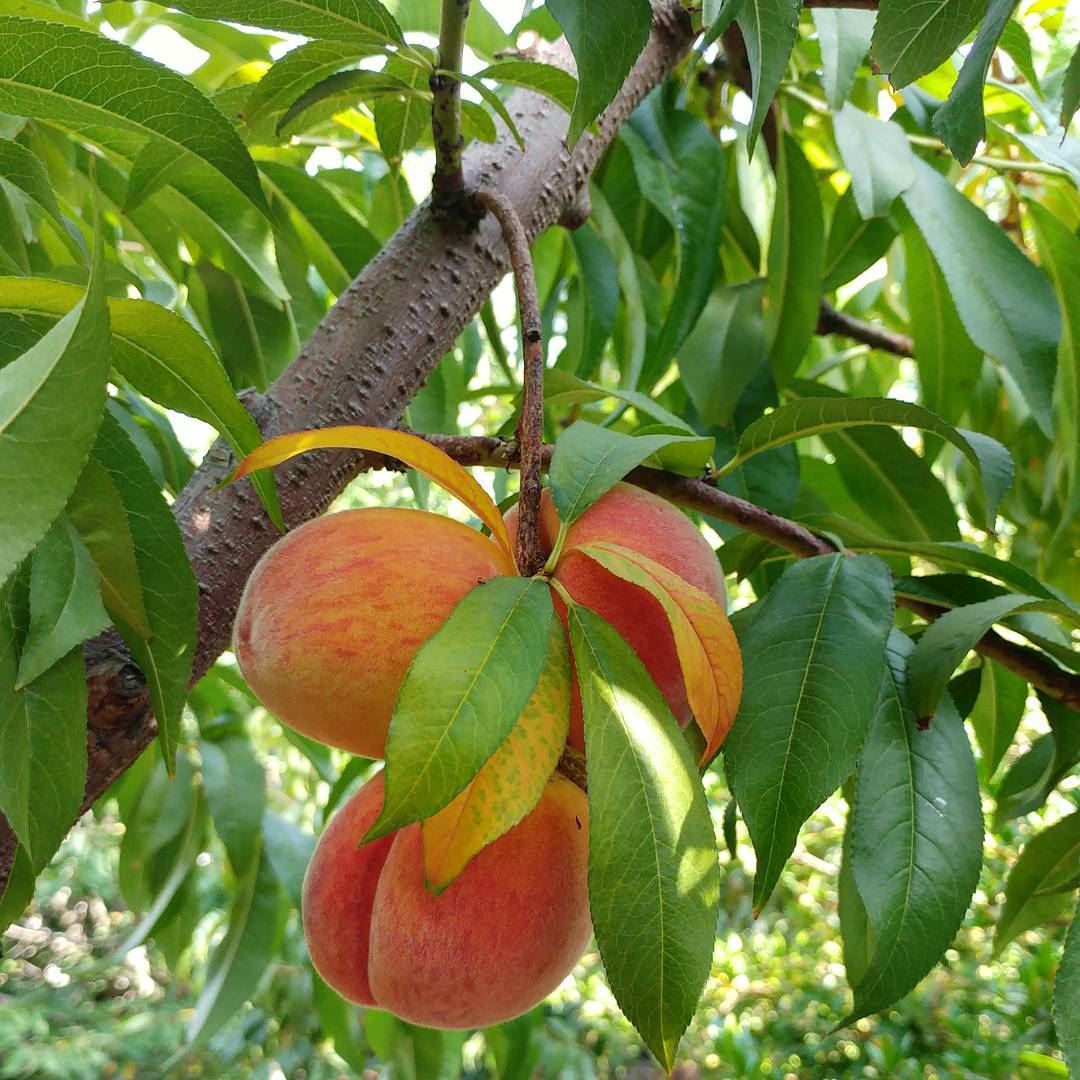 Peaches galore.  peaches  orchard  pickyourown  farmtotable  lebanon ... (Dayr Al Qamar, Mont-Liban, Lebanon)