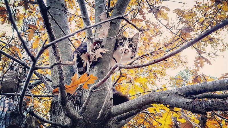 🍁Peekaboo🍁🐈--- LaMaisonDeLaForet  Kitty  Cat  Fall  Autumn  Peekaboo ...