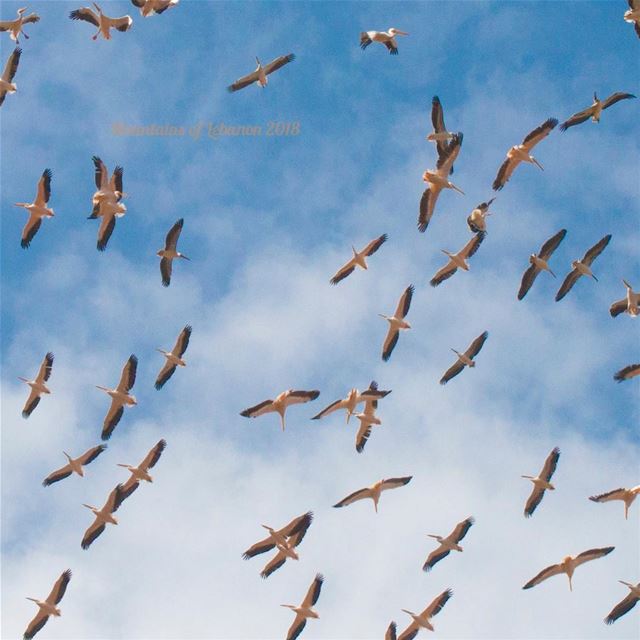 Pelicans migration heading towards warmer climates... when flying low,...