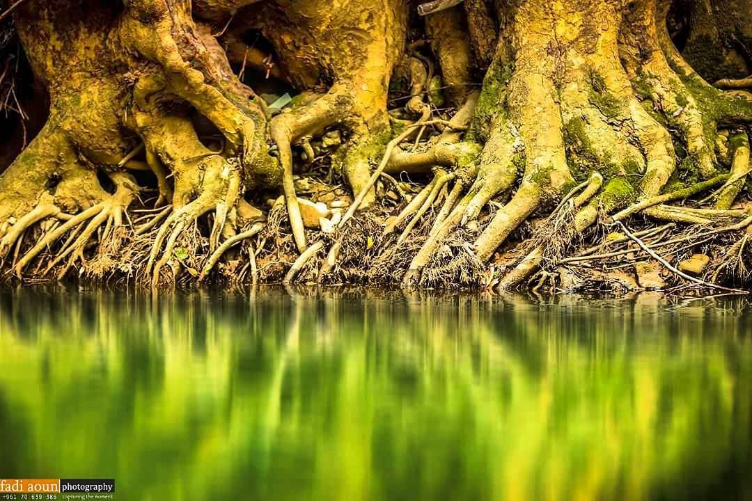  photo  fadiaounphotography  nature  lebanon  root  tree  photoshooting ...