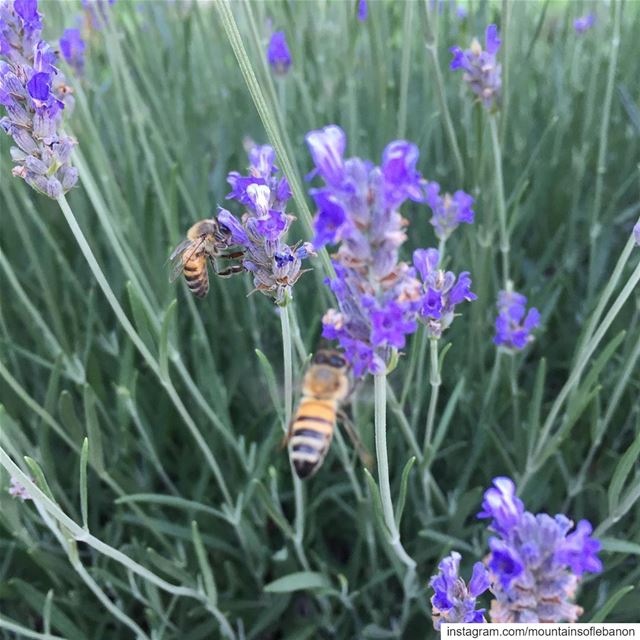Photobombed by another Bee🤷🏽‍♂️!feasting on Lavenders... Summer Vibes.... (Kleiat)