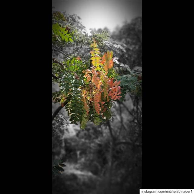  photographer  phonephotograpy  naturephotography  lebanon  autumnvibes ... (Jezzîne, Al Janub, Lebanon)