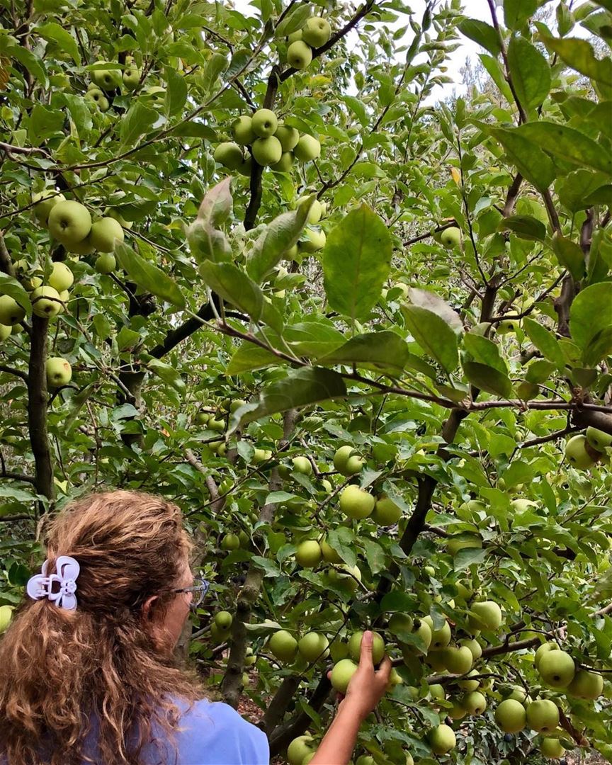 Picking 🍏  applepicking  orchard  fruitsoflebanon  apples ... (Dayr Al Qamar, Mont-Liban, Lebanon)