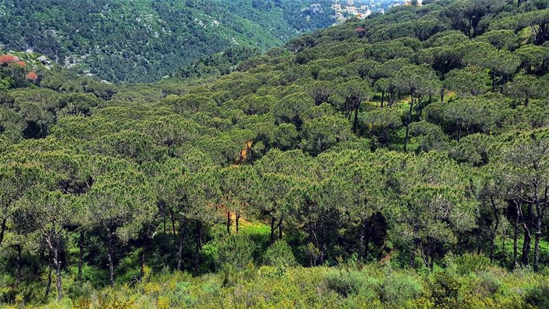 Pine haven ♡  Lebanon  LiveloveLebanon  lebanese  nature  Mountains ... (Brummana)