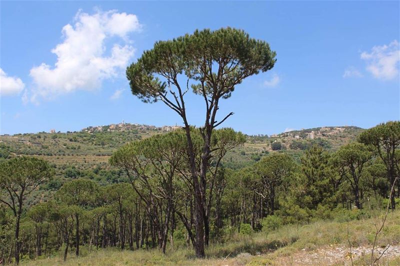  pinetrees  naturelovers  naturepic  pineforest  jizzine  livelovesouth ...