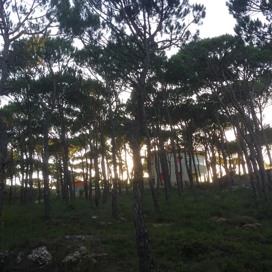  pinetrees  pineforest  trees  naturephotography  nature  sunset ... (Bologne, Mont-Liban, Lebanon)