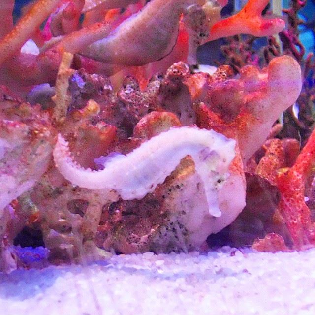 Pinky Seahorse! marine  wildlife  animals  sea  horse  seahorse  corals ...