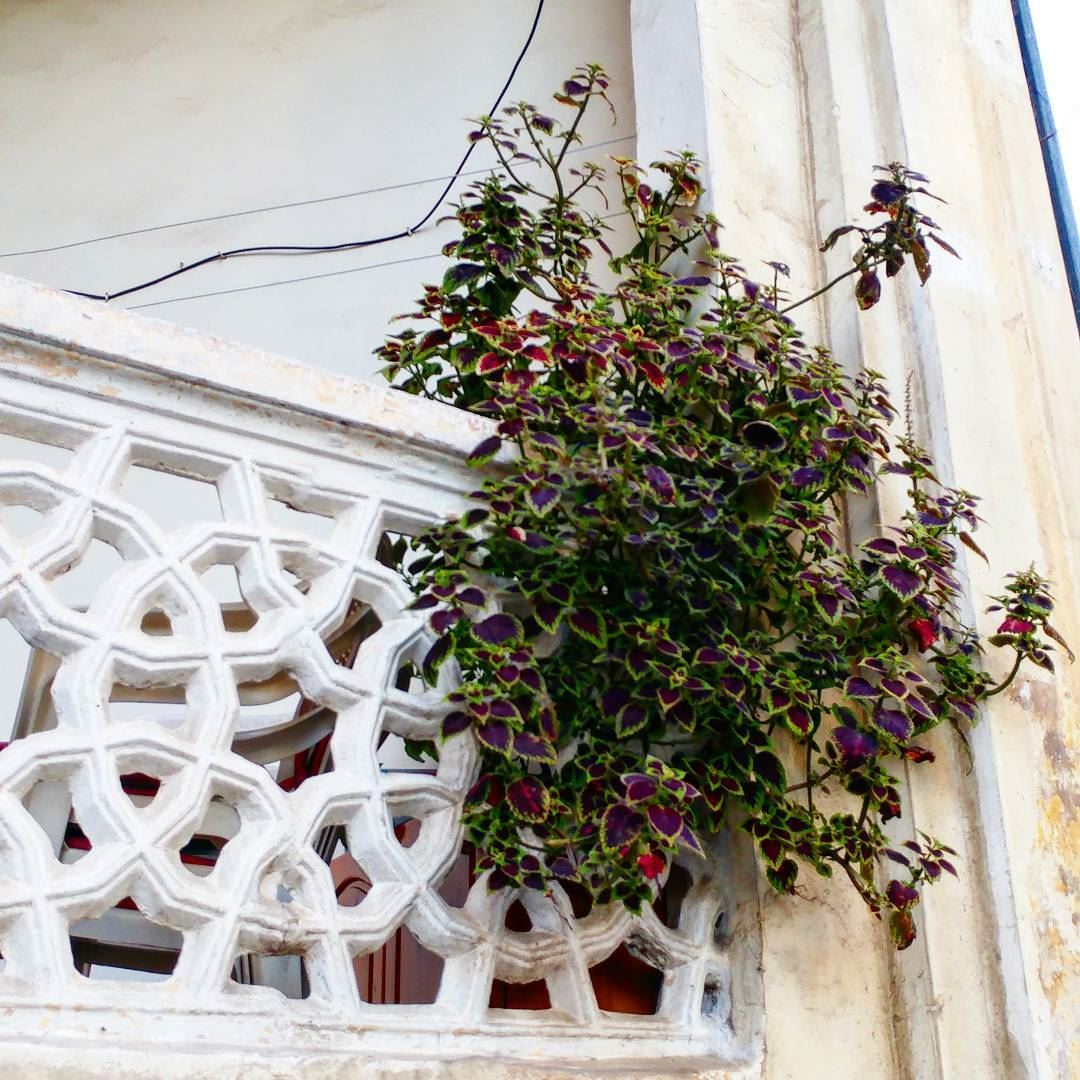 Plant jutting out of a balcony in my old neighborhood.  beirut ... (Sanayeh Park)