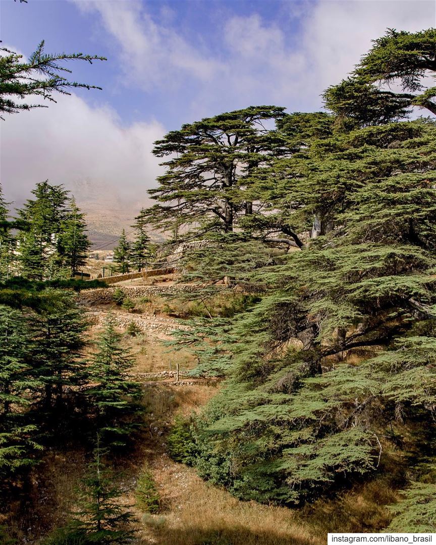 🇱🇧🇧🇷 Podíamos passar horas admirando os magníficos cedros do Líbano.... (Cedars of God)
