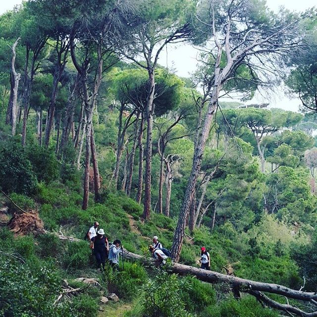  promaxsports  hiking  lebanese  trails  hikinglebanon  green  culture ... (Grand Hills Village Hotel & Spa Broumana)