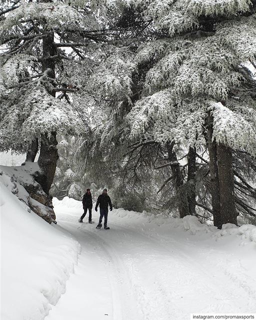 🌲🌲🌲🌲🌲🌲🌲🌲🌲🌲🌲🌲🌲🌲 promaxsports  snowshoeing  ig_lebanon ... (Bâroûk, Mont-Liban, Lebanon)