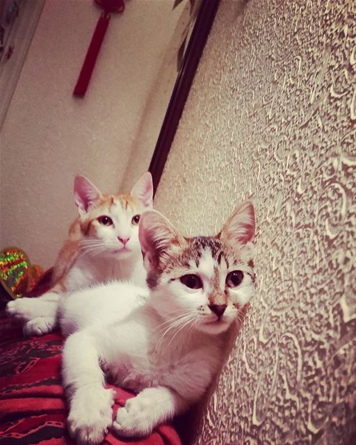 Purr-fect faces.  love  cats  Kenny  fuzzy   cats_of_instagram  lebanon ...