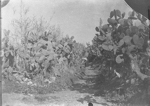 Ras Beirut, Cactus Lane  1898