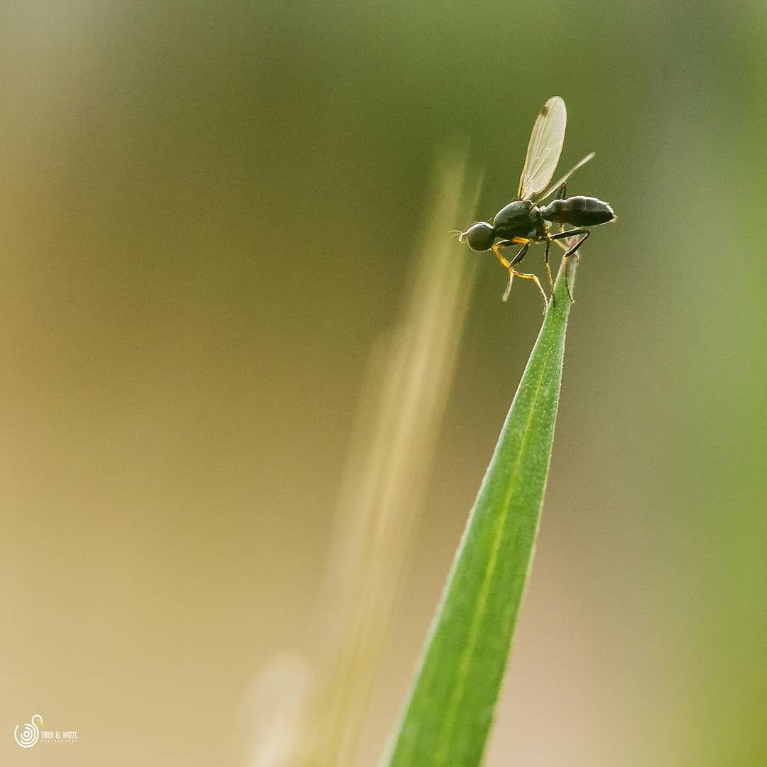 Ready for take off!!!  macro  littlefly  fly  nature  sigma105  lebanon ...