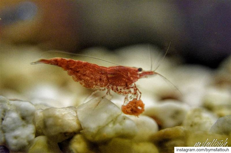 Red cherry shrimp enjoying his meal..  monday  igers  instagramers ...