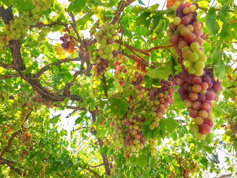  red  grapes  🍇  rasnhash  batroun  lebanon  kalawounphoto  monbeauliban ... (Ra'S Nhash, Liban-Nord, Lebanon)