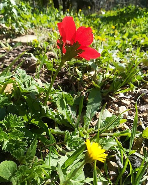  redflower  yellowflower  springview  livelovehasbaya❤️  enjoysunnyday ... (Hasbaya)