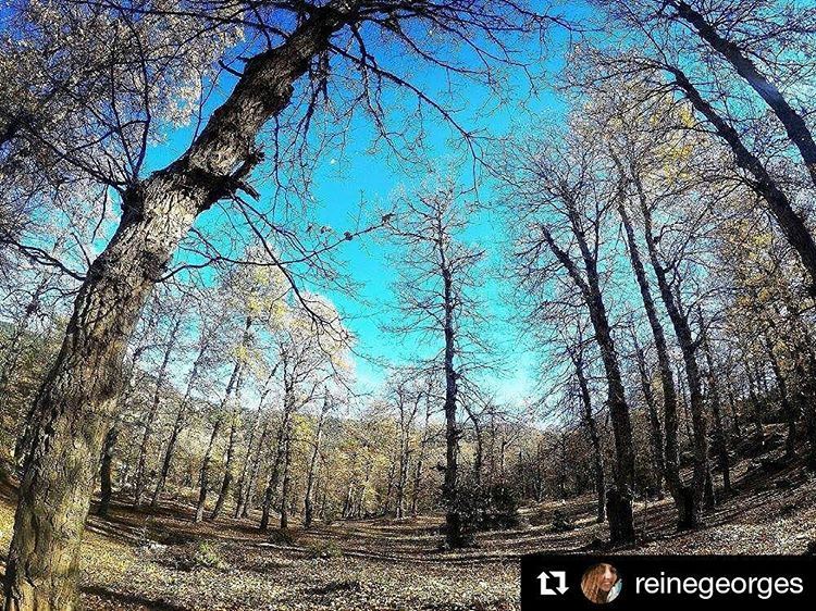  Repost @reinegeorges with @repostappEvery season has its beauty,Can't...