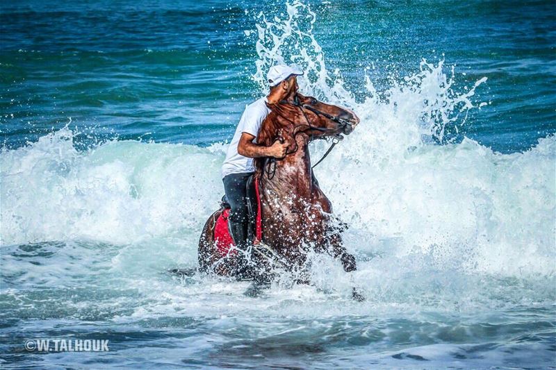 Ride more worry less...  horses  horse  horsesofinstagram  power  control ... (Saïda, Al Janub, Lebanon)