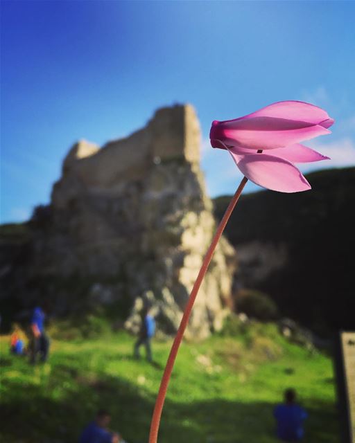 Rise and shine ☀️ flower  castle  fort  msaylha  green  rock  therock ... (Mussaylha Crusader Fortress)