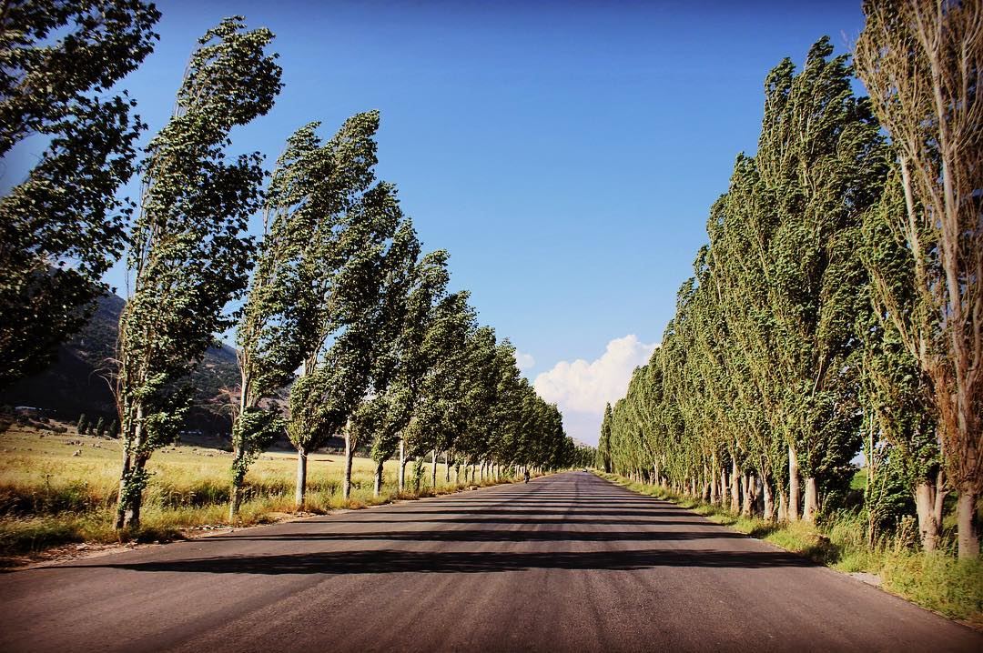 Road of poplar road  tree  trees  shadow  sky  clouds  tagthestory ... (West Bekaa)
