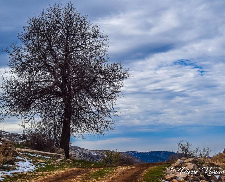  road to  beauty  morning  hike lebanese  mountains  winter  trees ...