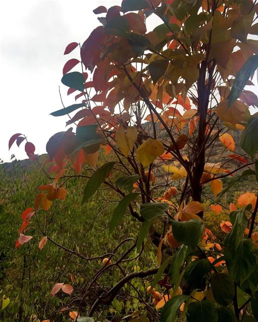  roadtrip  lebanon  tannourine  inlove  with  autumn  colours 🍂🍁 (North Governorate)
