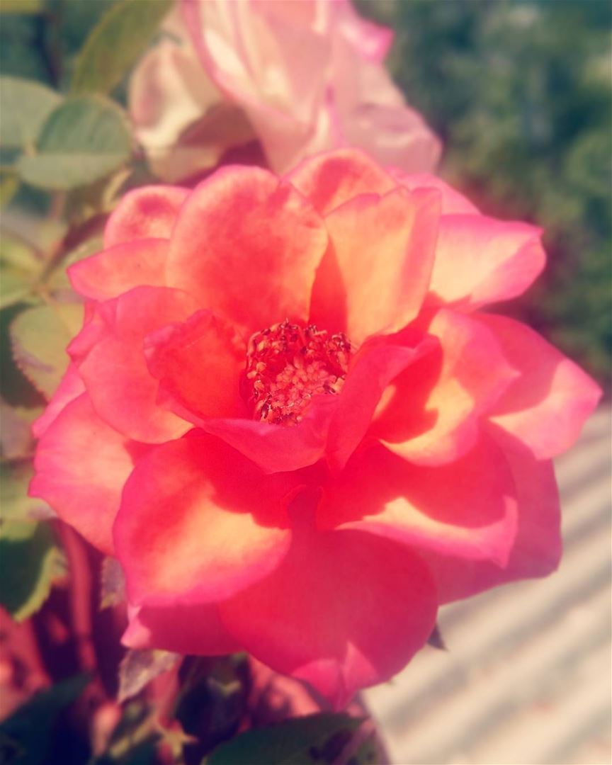  rose flowerstagram  mybaby inlove flowerlover mothernature  homesweethome...