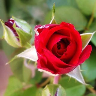  rose  red  my  garden  photos  pics  photography  instagood  instapic ...