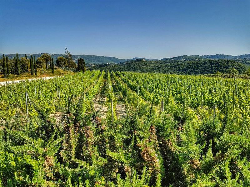 Rosemary and vineyards   vinyard  wine  winery  landscape ... (Ixir Winery)