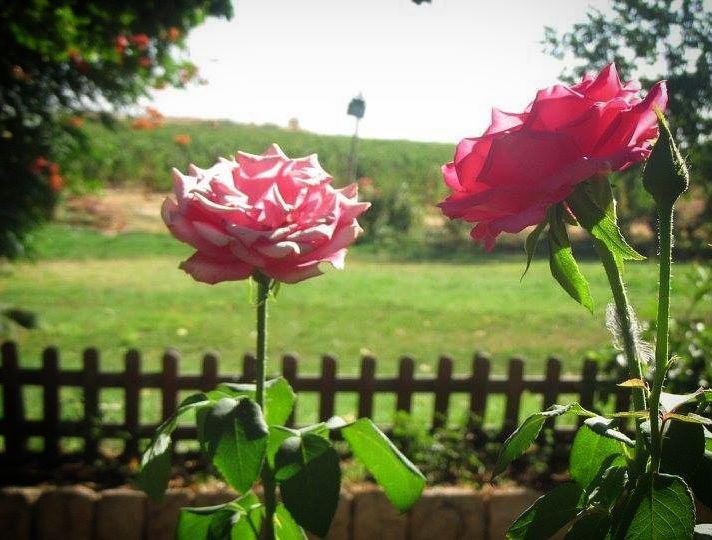  roses 🌸 at  domainedestourelles  garden  wine  beqaa  winetasting ... (Jdita, Béqaa, Lebanon)