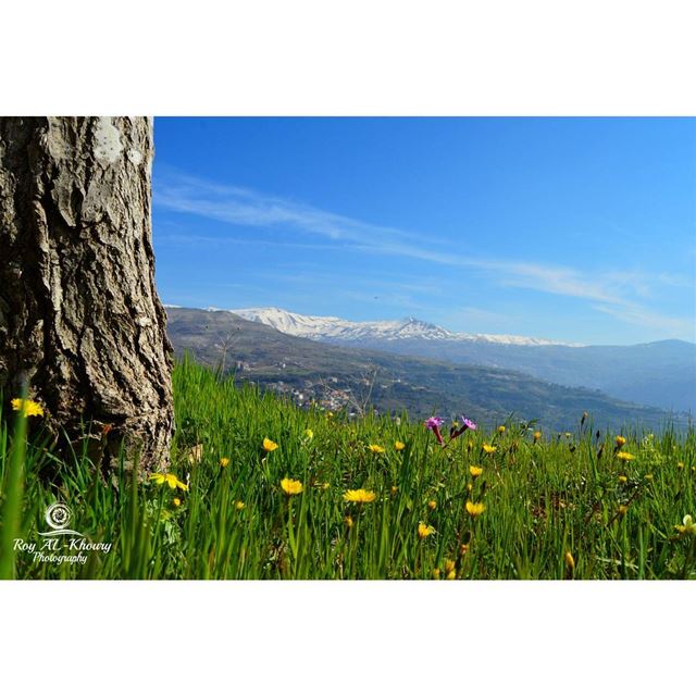  RoyALKhouryPhotography liveloveehden  ehden  spring  flowerstagram ... (Ehden, Lebanon)