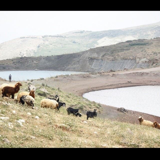  sannine  mountain   sheep  water  lake  lebanon  nofilter ...
