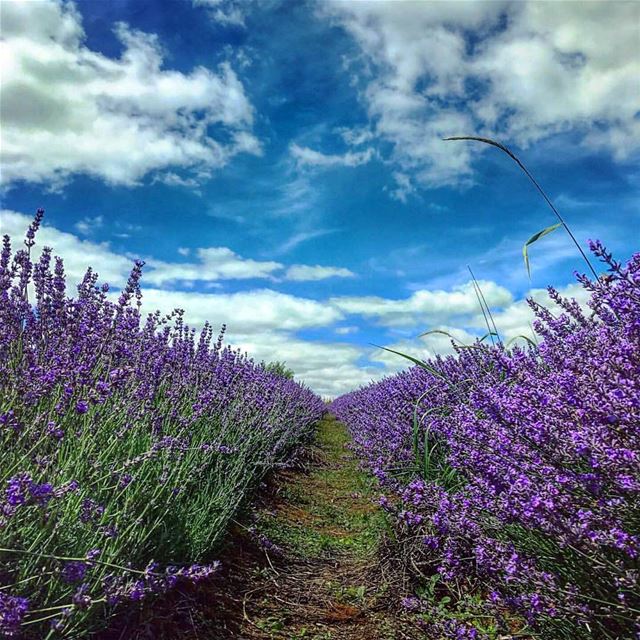 Saturday isnt over yet  saturday  lebanon  lavender  deirelharef  bikfaya... (Deïr El Harf, Mont-Liban, Lebanon)