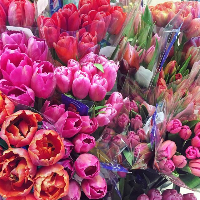 🌷season  flowers  tulips  colors  floral  photooftheday  picoftheday ...