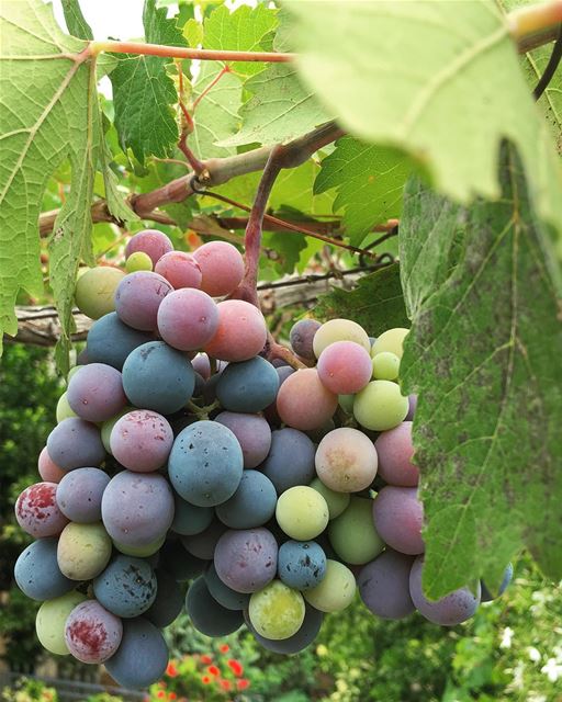 Seasonal grapes  grapes  vine  summer  iphone6splus  hiking  sports ...