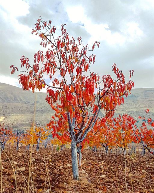 Seasonal tree 🍁🍂.... lebstalkers  tree  seasons  nature  lebanon ... (North Governorate)