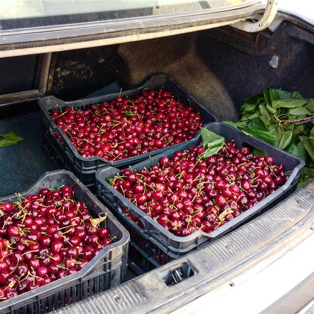 Selling their cherries wholesale. cherries  fruits  farming  freshandlocal... (Dayr Al Qamar, Mont-Liban, Lebanon)